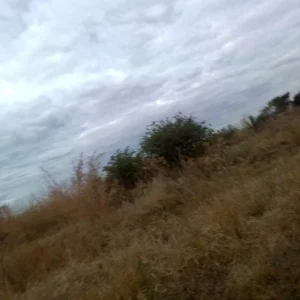 Chinhoyi Low Density Stand,