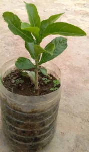 Baobab Seedling (muuyu)