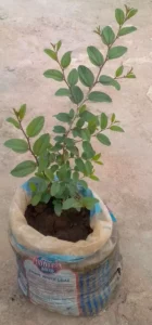 Jujube Seedling ( Musawu)