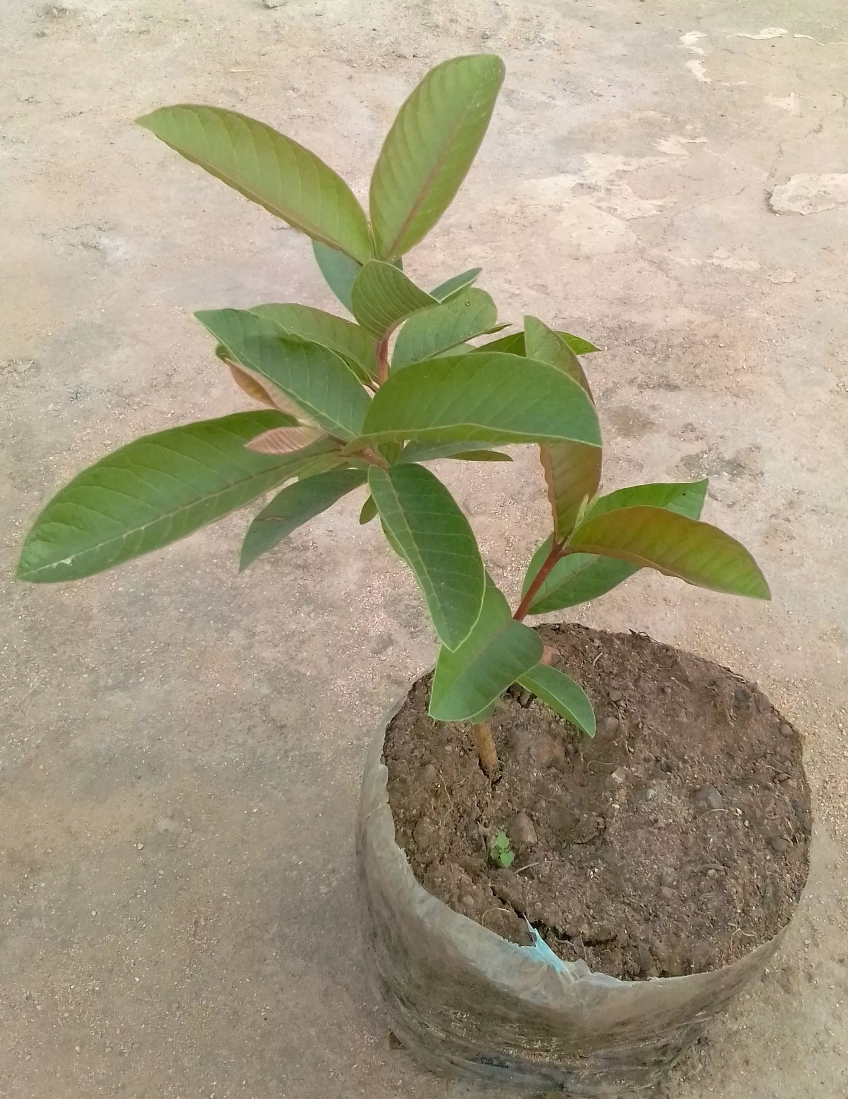 Guavas Seedling