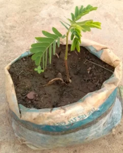 Tamarind Seedling