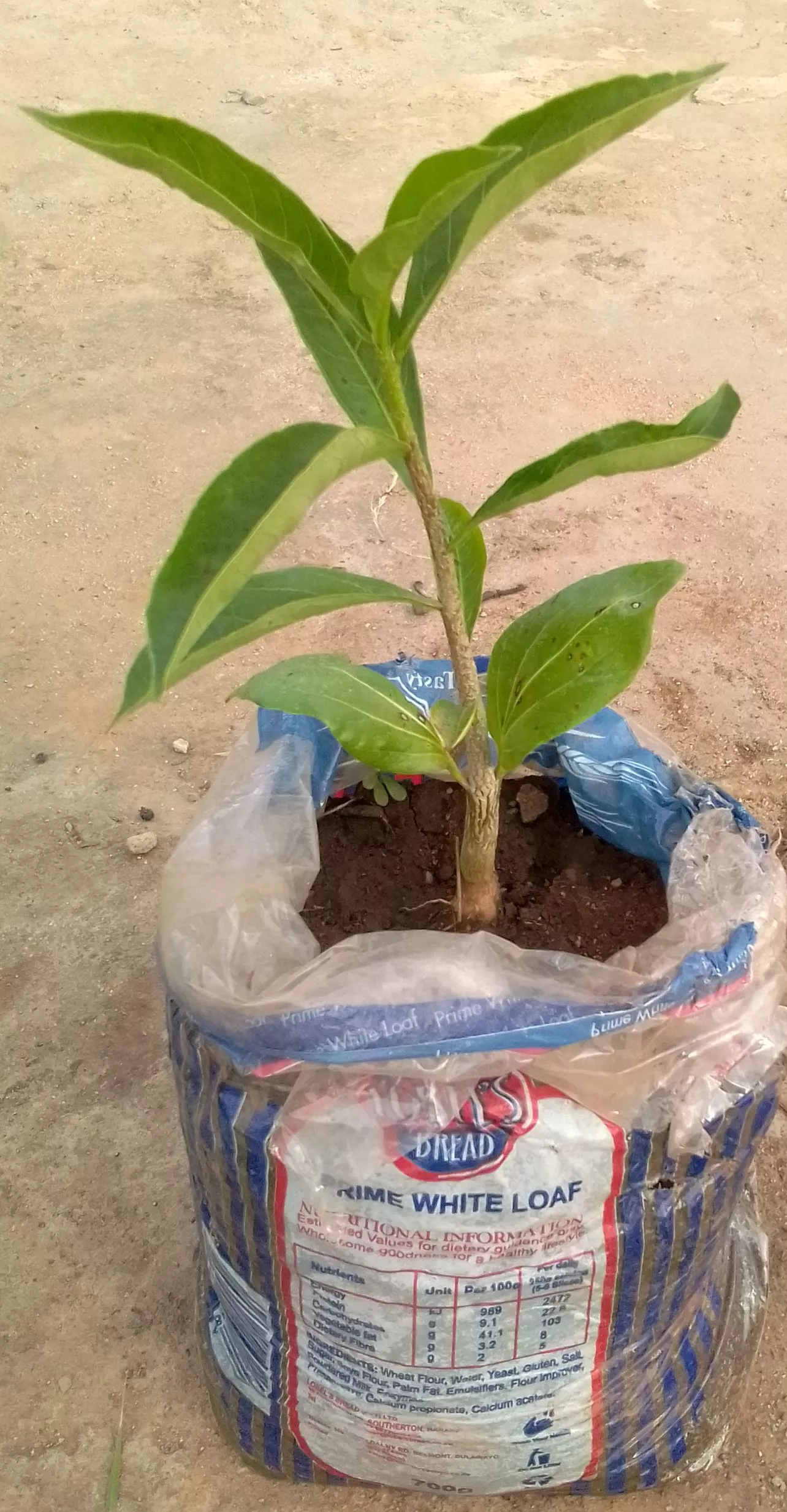 Baobab Seedling (muuyu) - Image 2