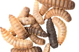 Bsf Stock Feed - Image 2